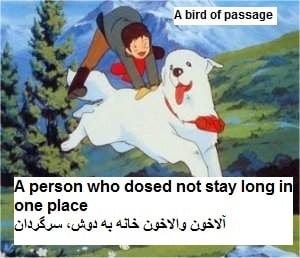 A bird of passage