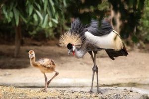 A ceremony was held in Birds Garden of Tehran to celebrate the birthday of a grey crowned crane, an endangered species, at the Garden.