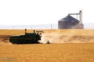 Wheat self-sufficiency ratio to reach 110%